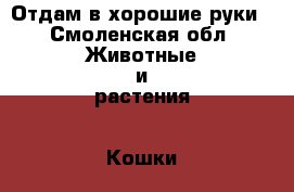 Отдам в хорошие руки - Смоленская обл. Животные и растения » Кошки   